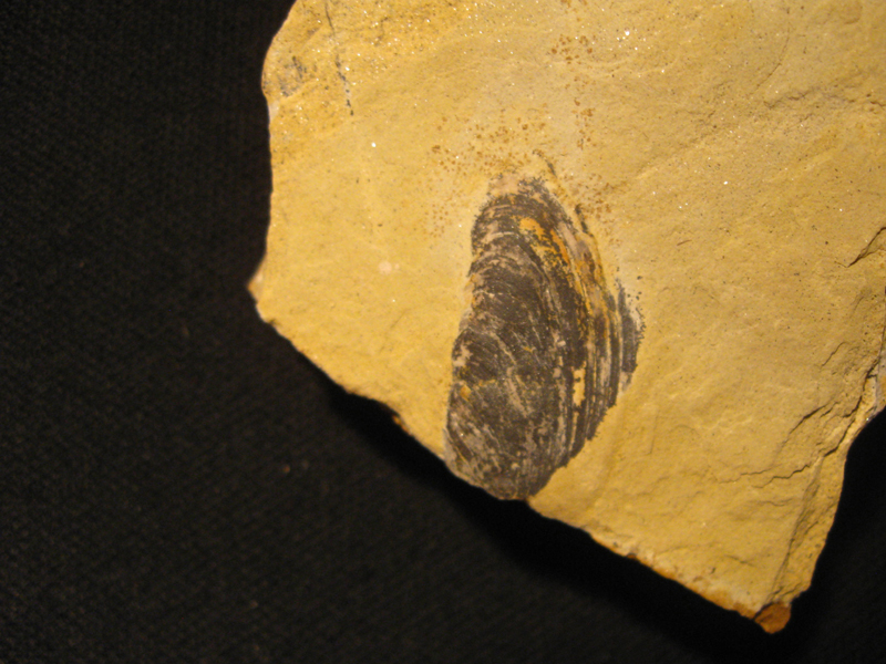 Bivalve