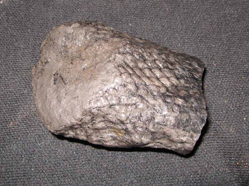 Lepidodendron. Okaz pełny