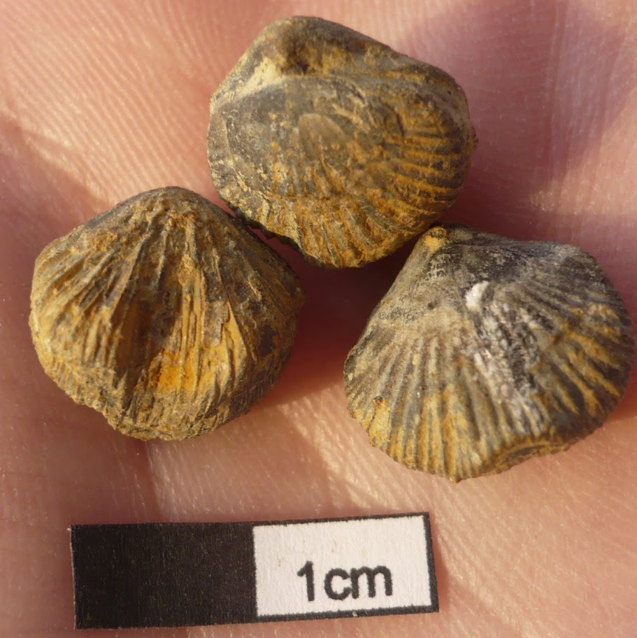 Uncinulus parallelepideus