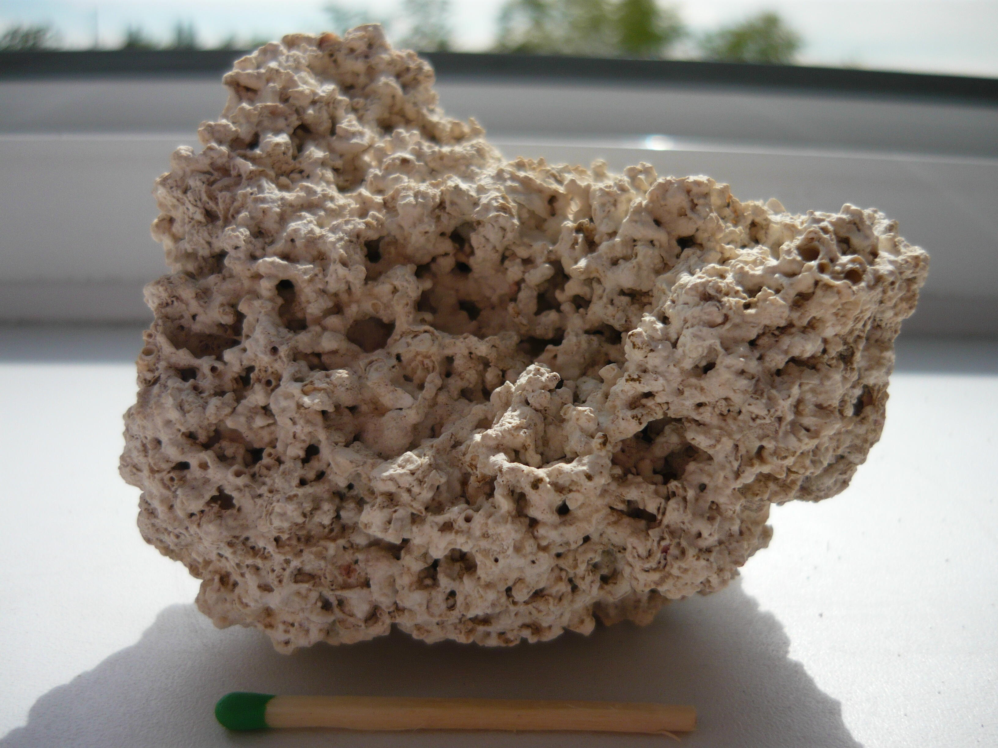Martwica Wapienna