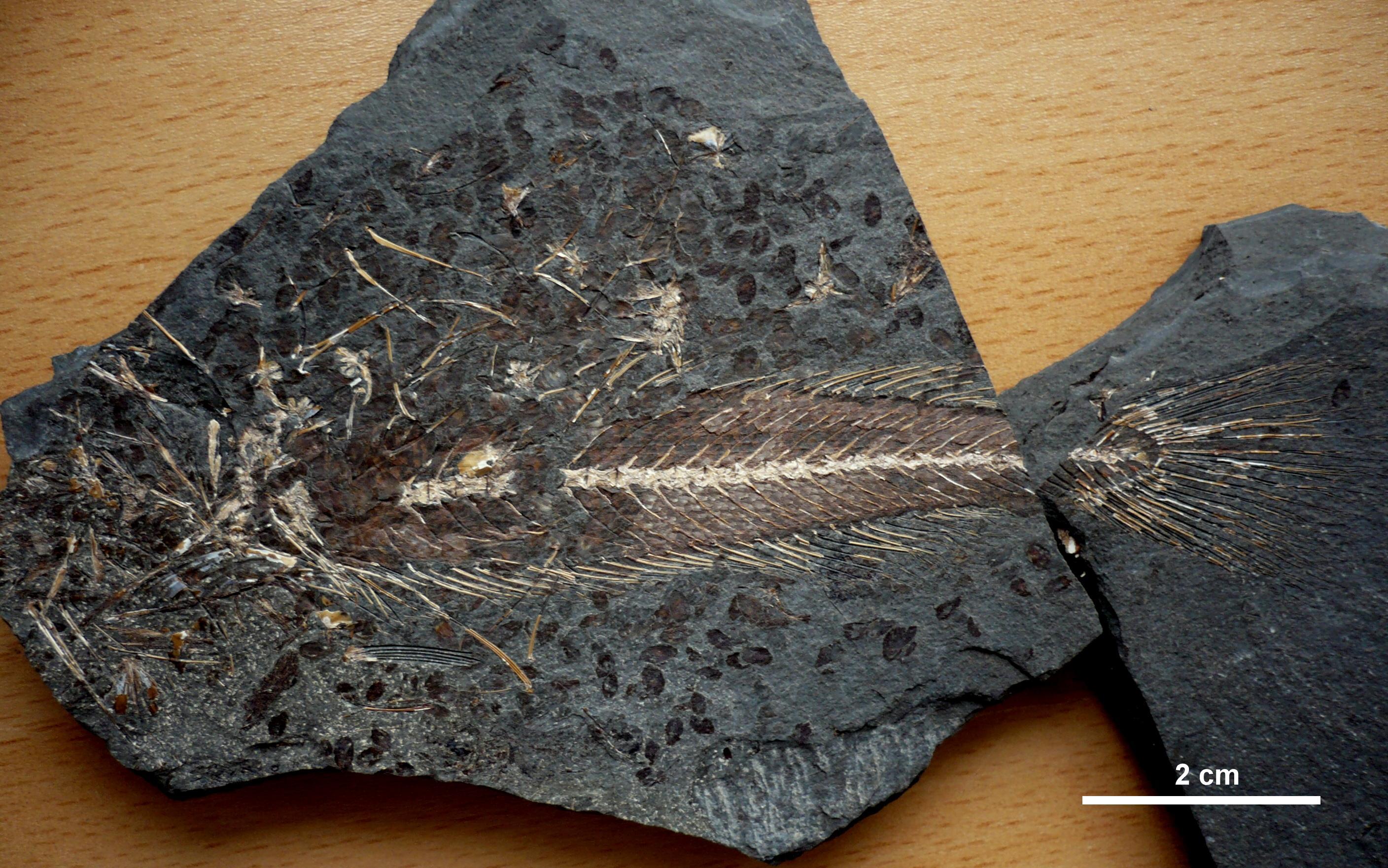 Merlucciidae
