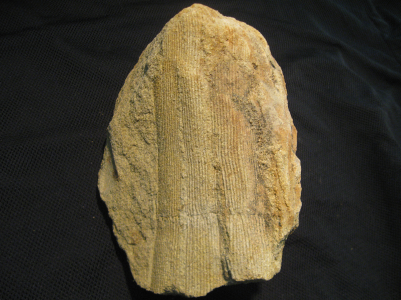 Calamites cistii ?