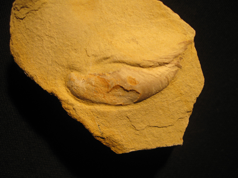 Bivalve