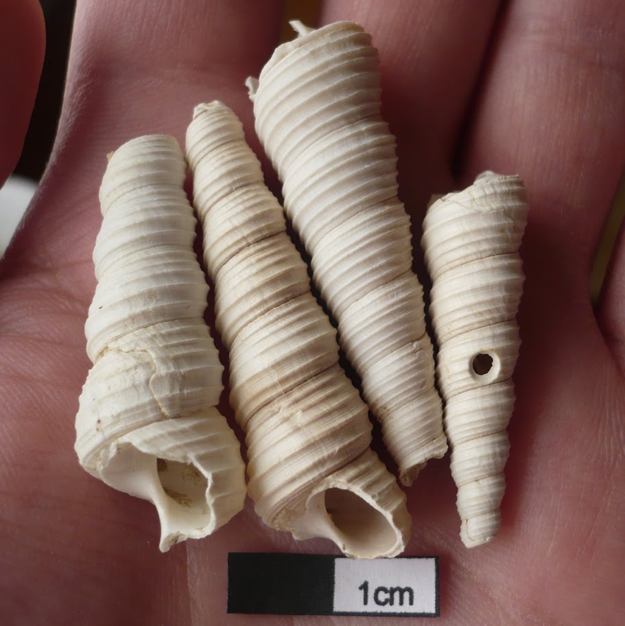 Turritella badensis