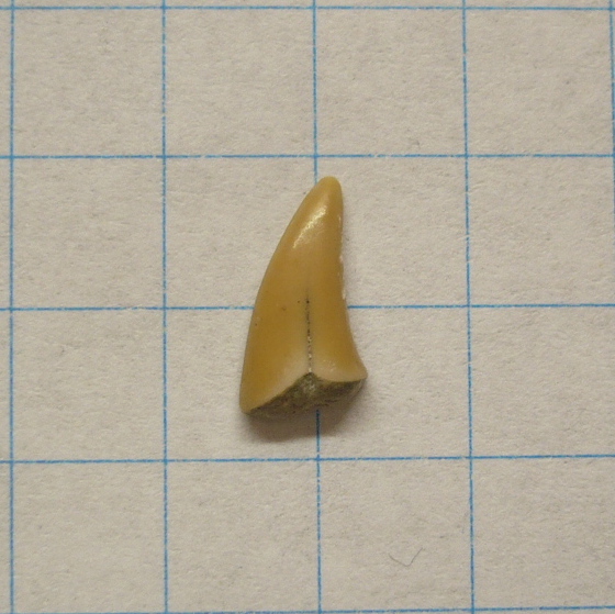 Cretoxyrhina mantelli ?