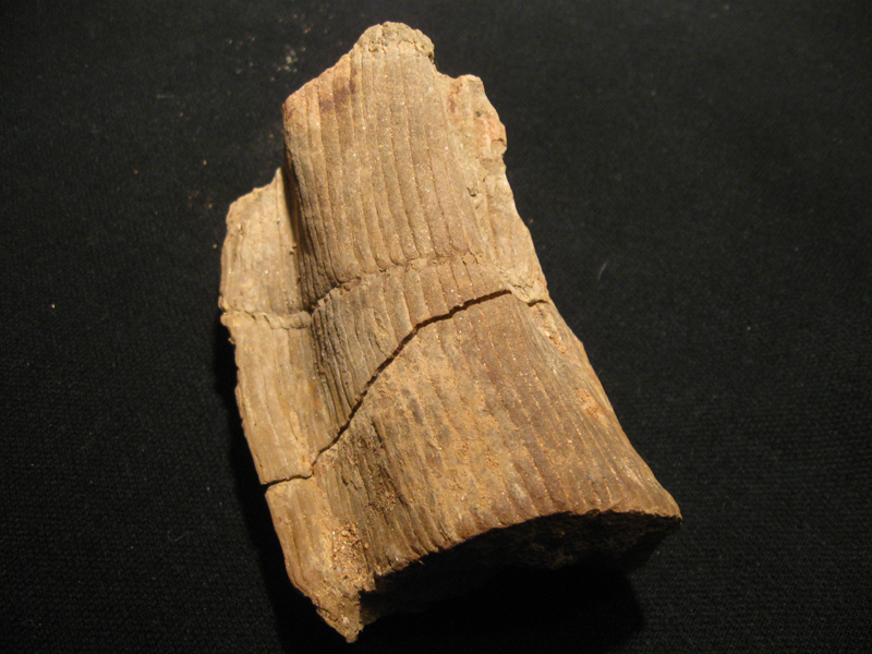 Calamites sp.