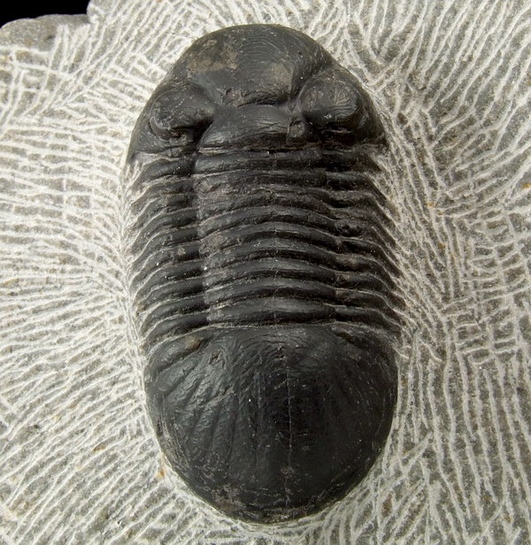 Trylobit Peralejurus