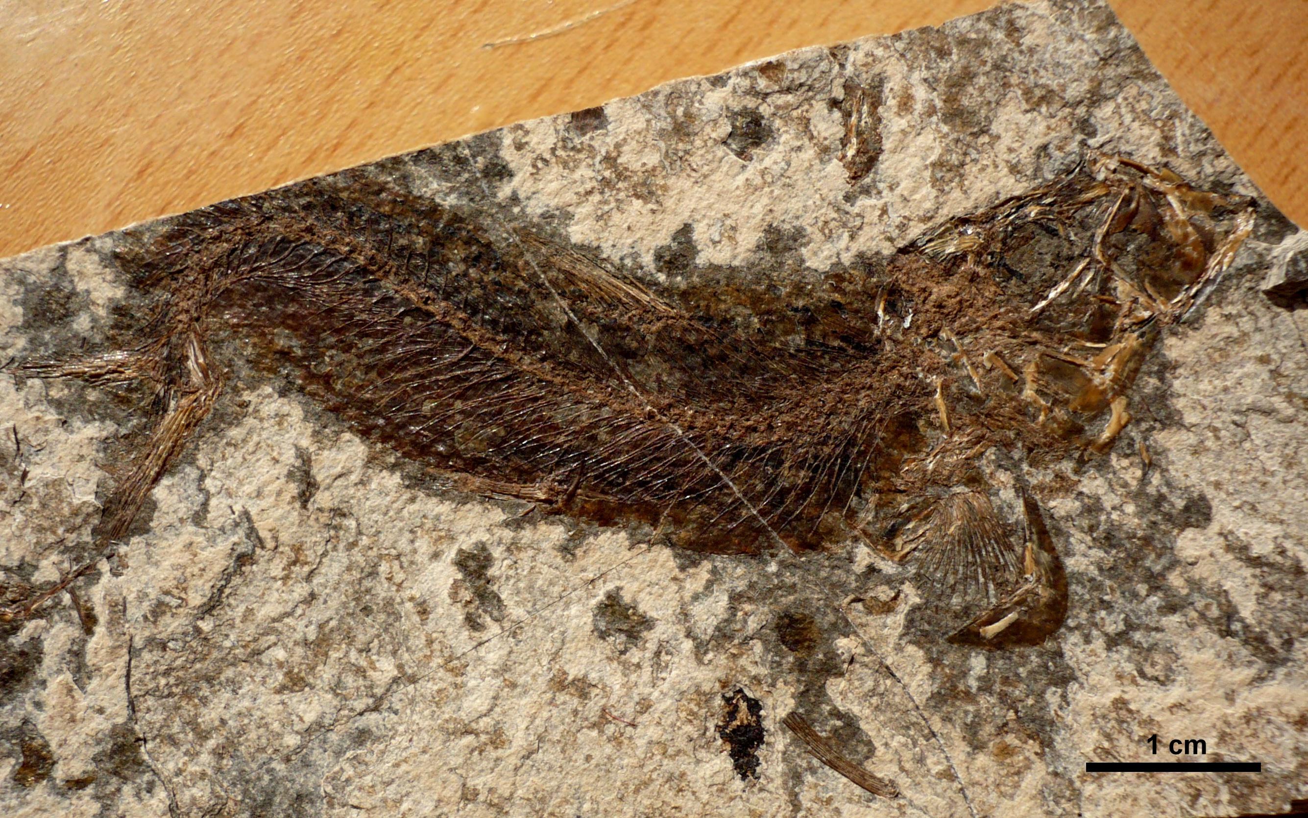 Clupeidae
