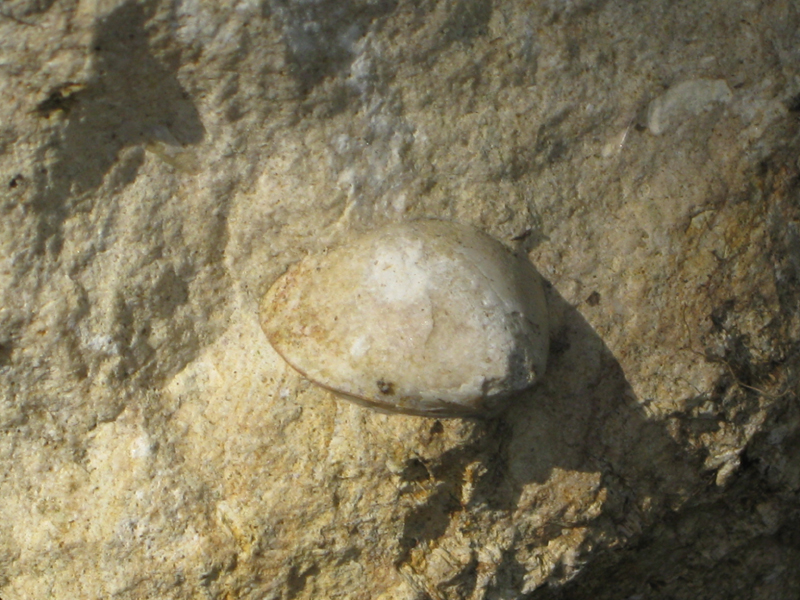 Coenothyris vulgaris.