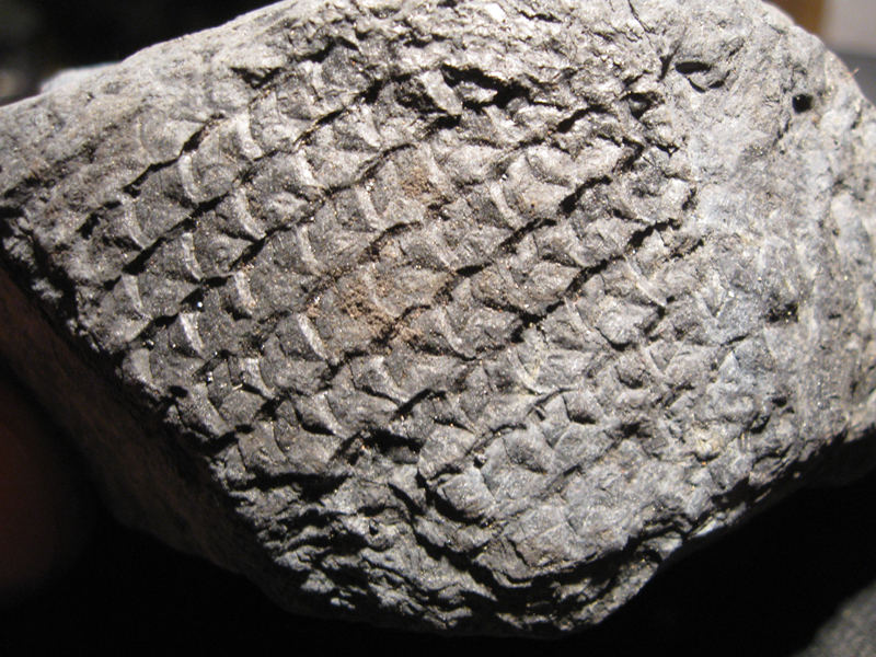 Lepidodendron