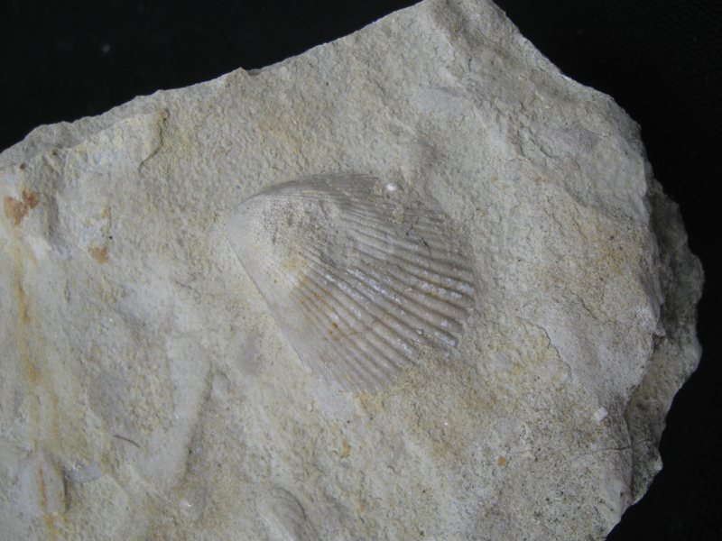 Brachiopoda