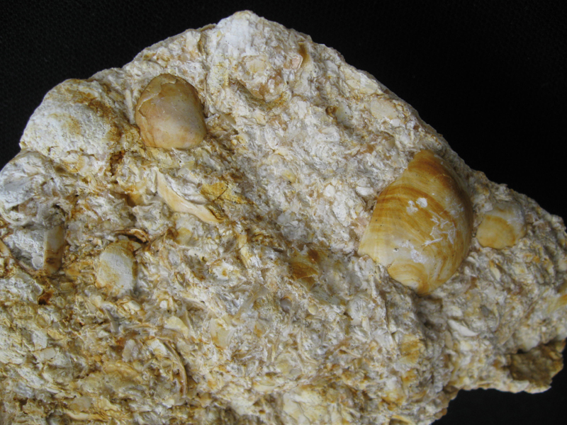 Coenothyris vulgaris