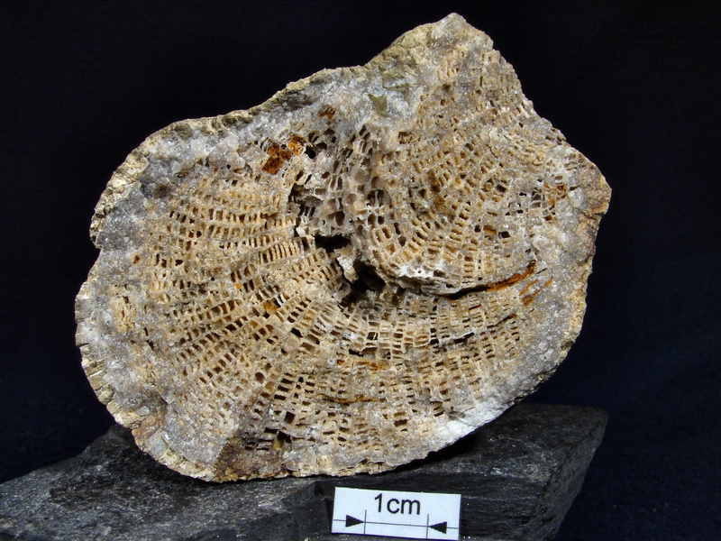 koralowiec Favosites
