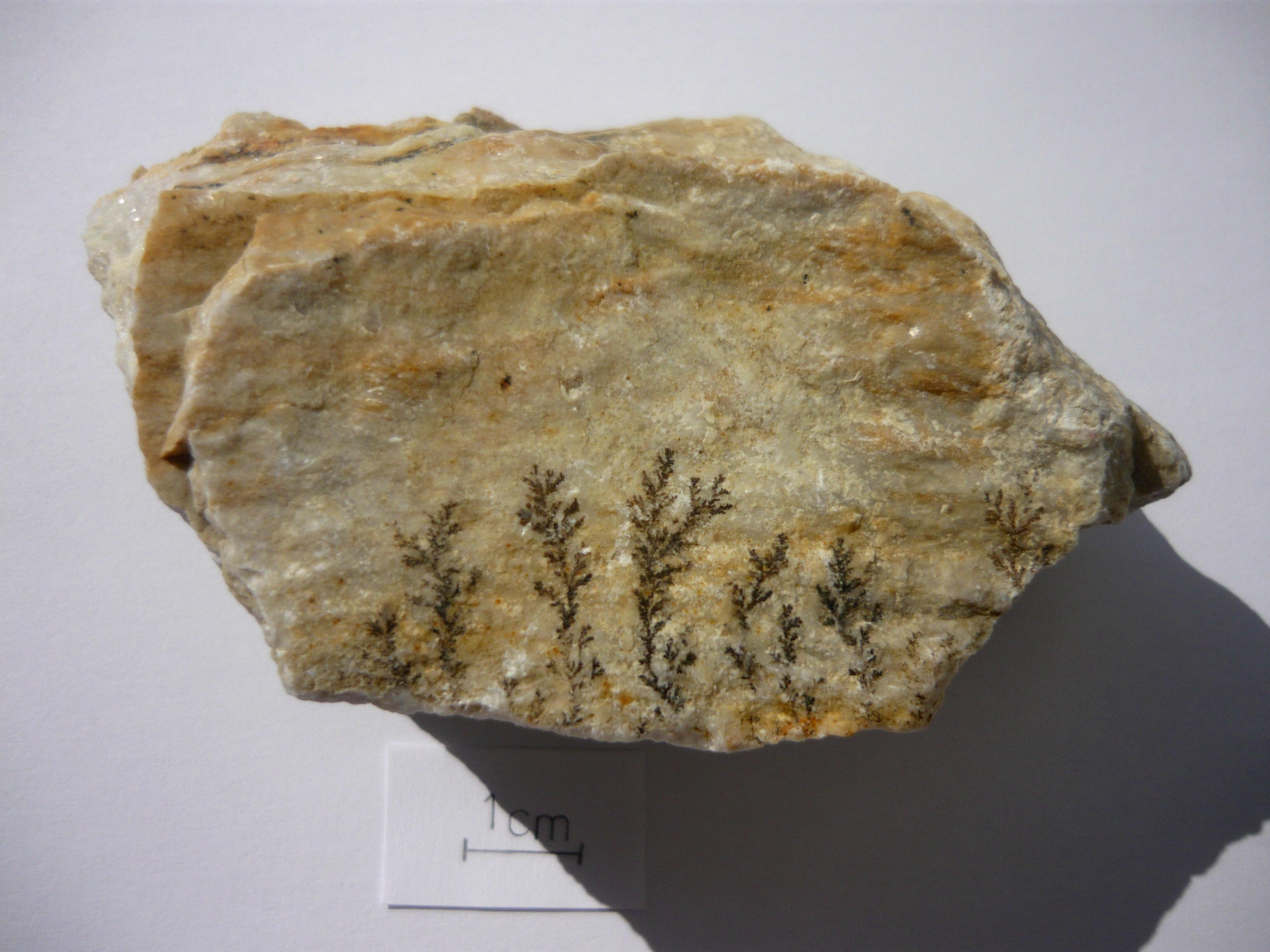 Dendryty manganowe