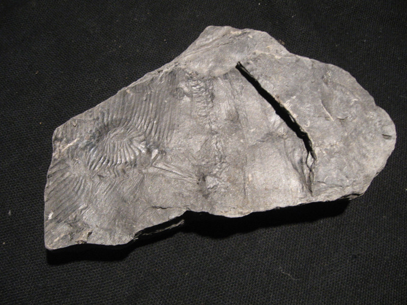 Calamites carinatus ?