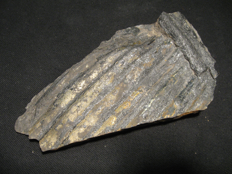 Spirytyzowana sygillaria
