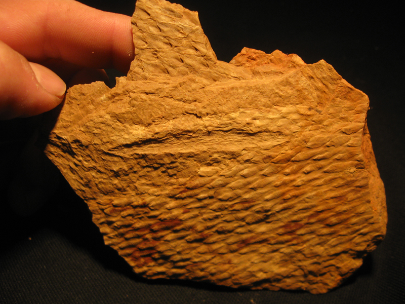 Lepidodendron