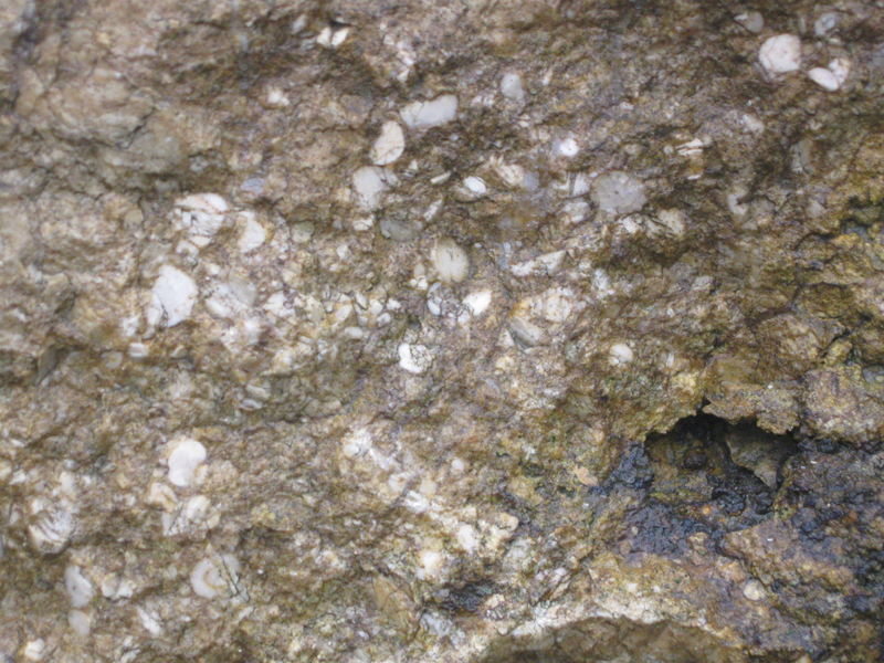 Kalcyt i Crinoidea.