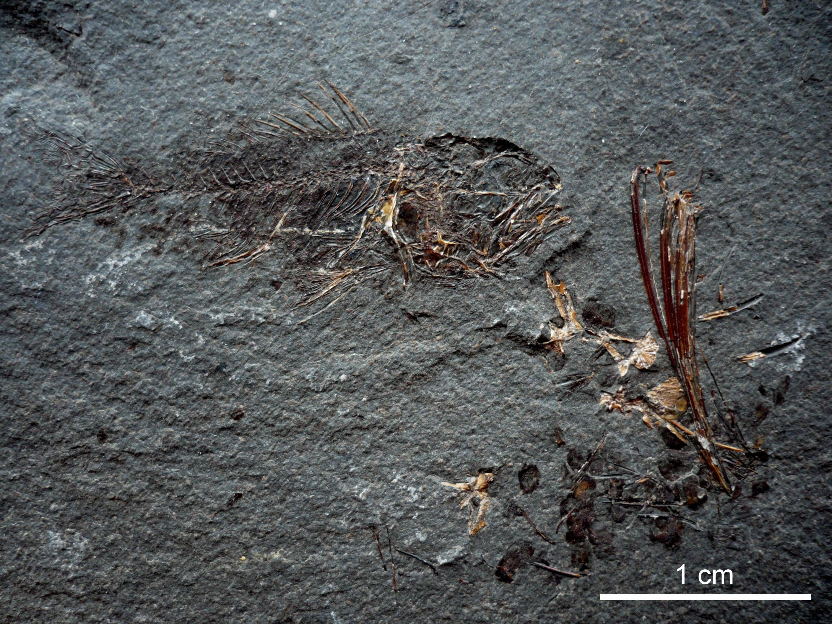 Serranidae