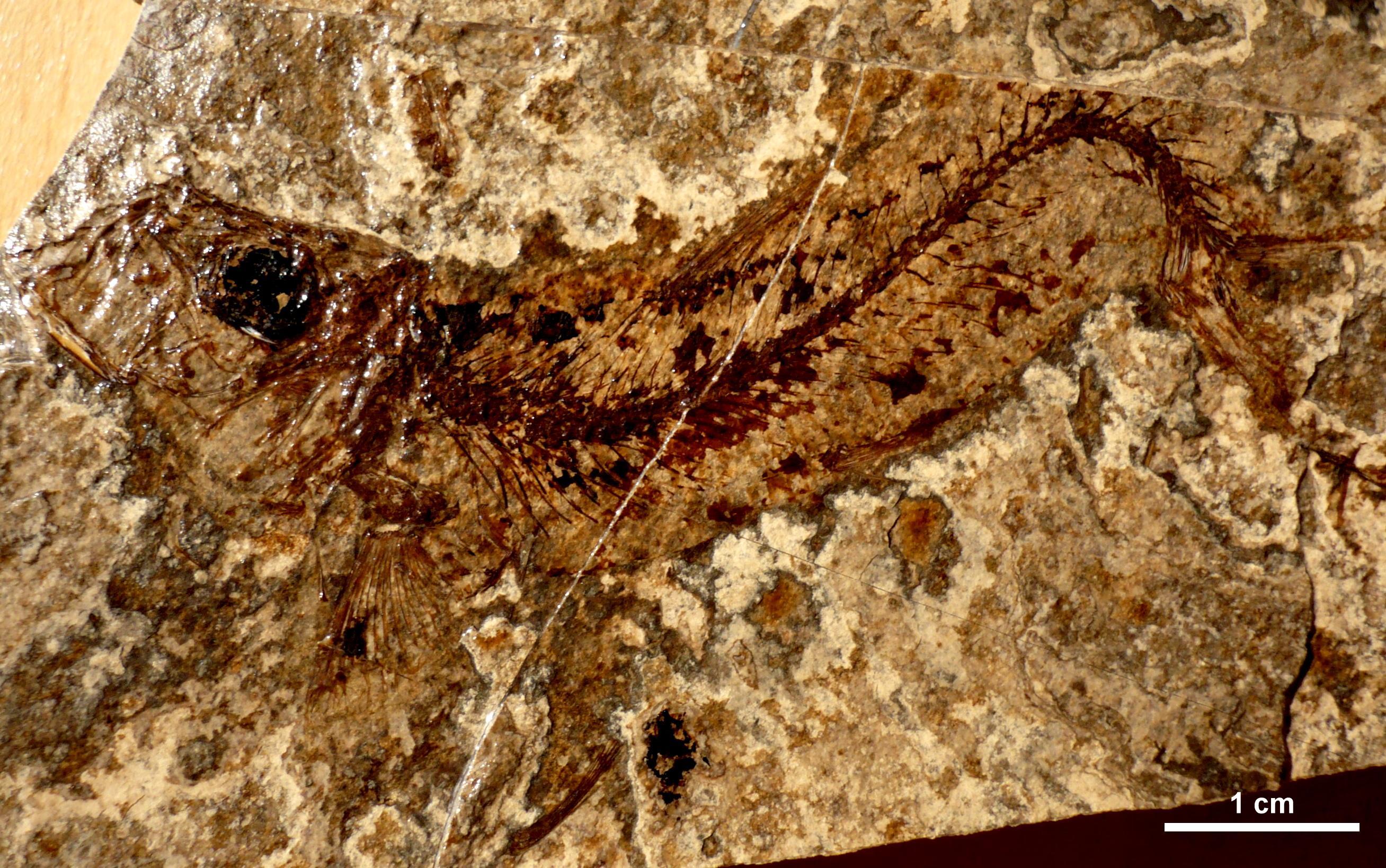 Clupeidae
