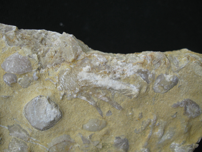 Enantiostreon difformae