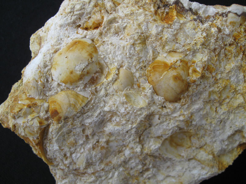 Coenothyris vulgaris