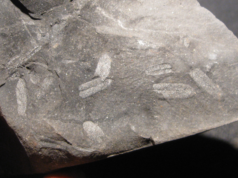 liście Neuropteris