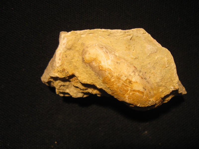 Bivalve