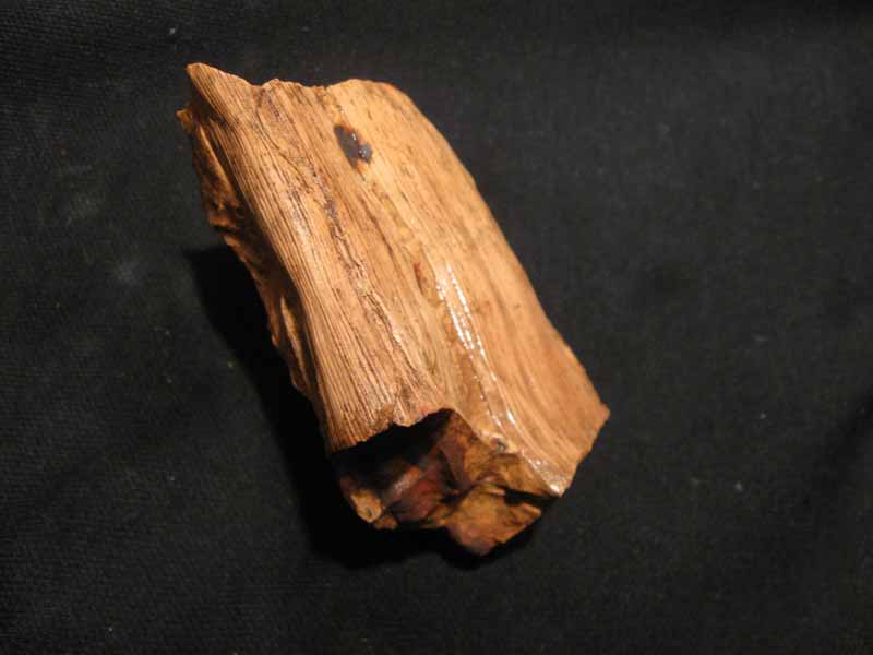 Cordaites sp. ?
