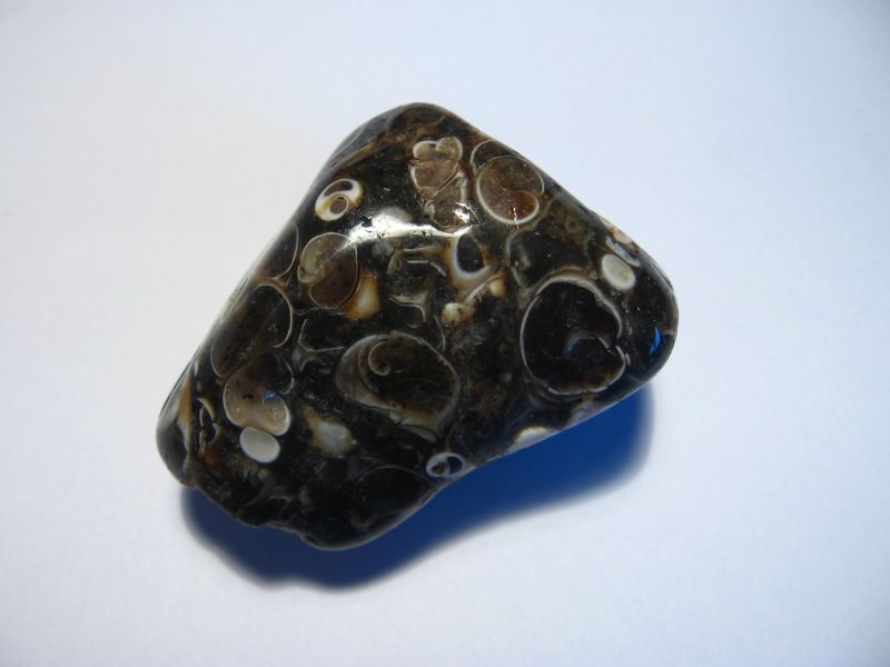 turritella