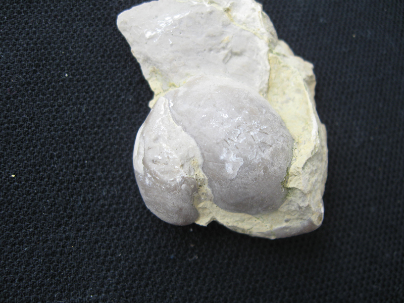 Coenothyris vulgaris