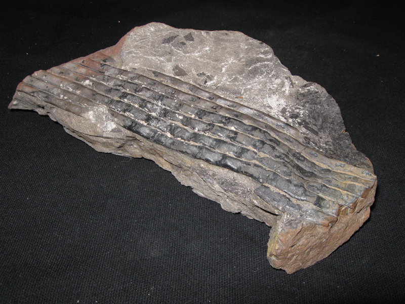 Sigillaria sp.