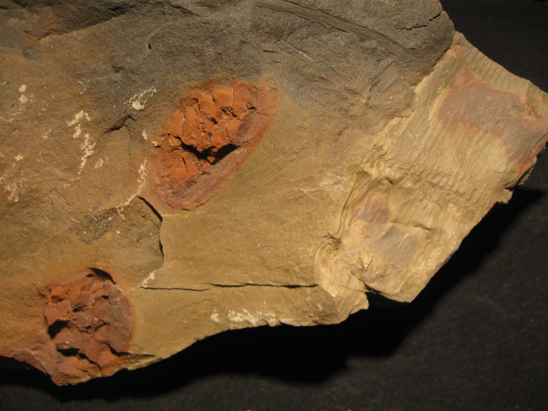 Calamites sp + szyszki