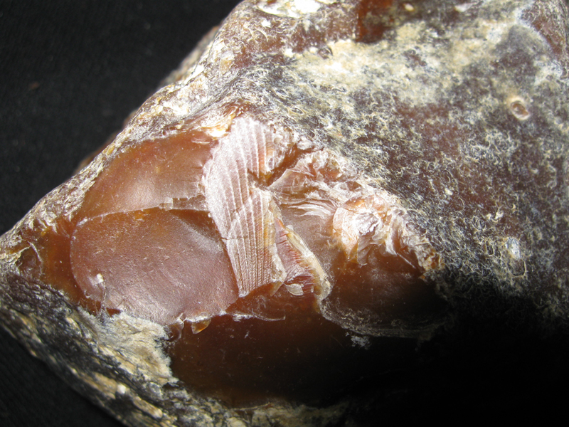 Fragment odcisku muszli