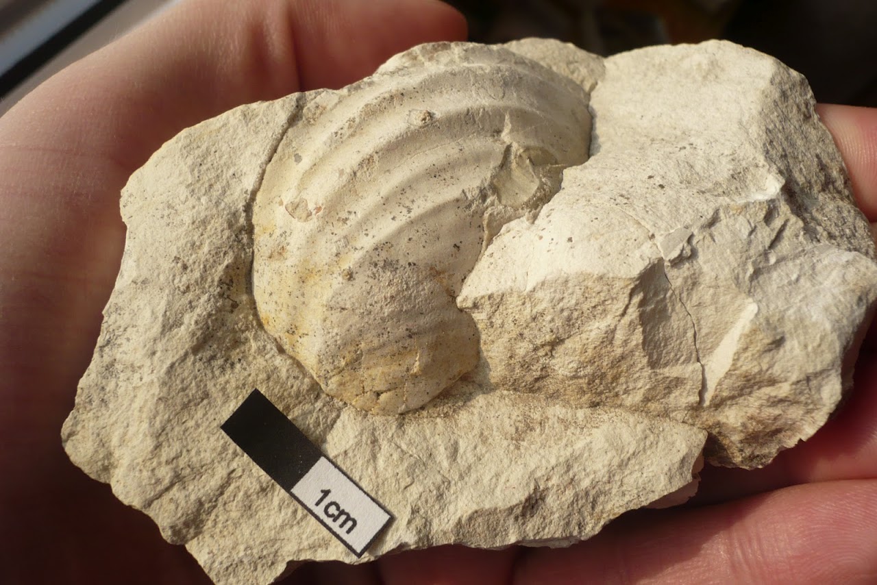 małż Inoceramus sp