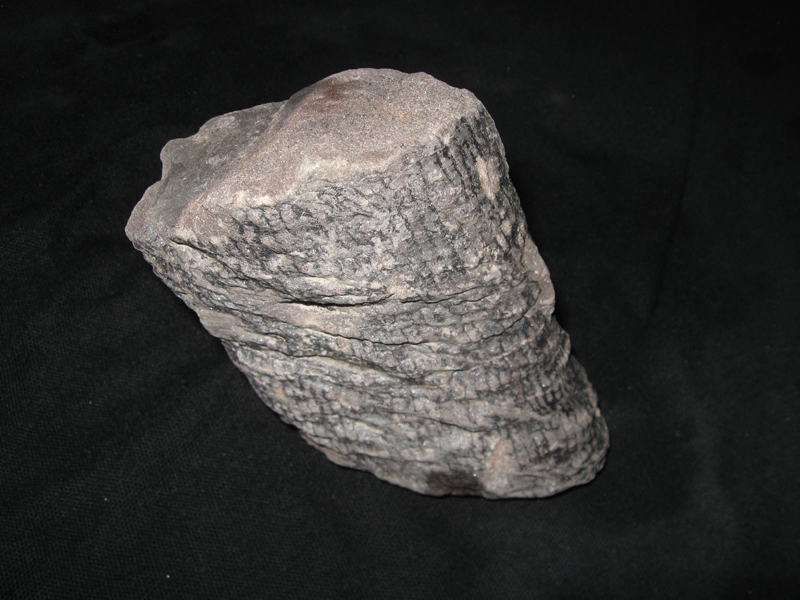 Calamites undulatus ?