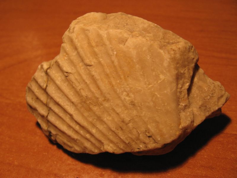 muszla