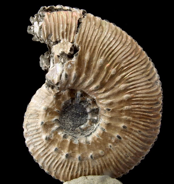 Amonit Kosmoceras