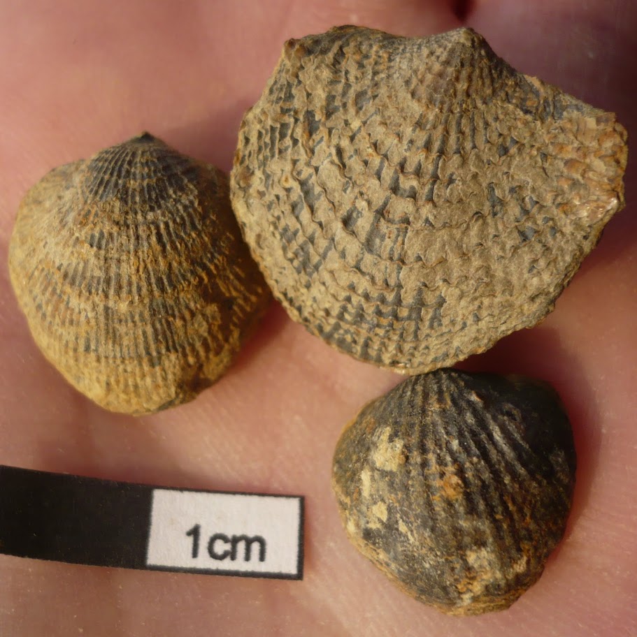 Spinatrypa dorsata