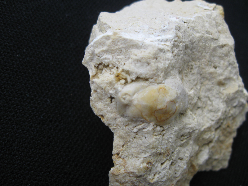 Coenothyris vulgaris