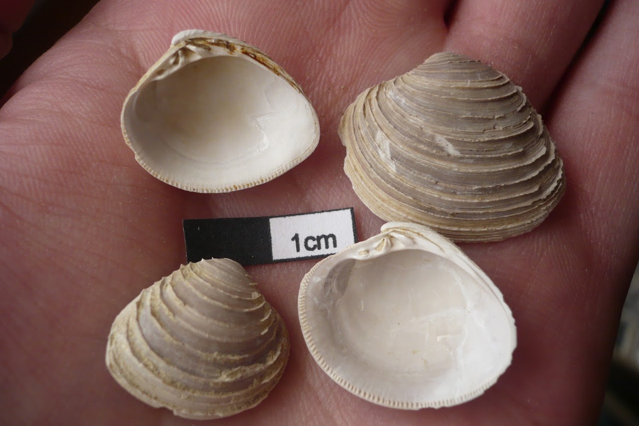 Venus sp