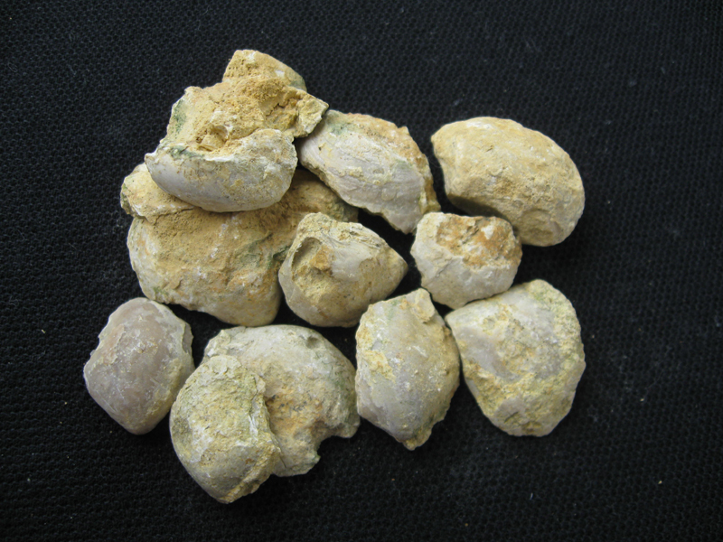 Coenothyris vulgaris