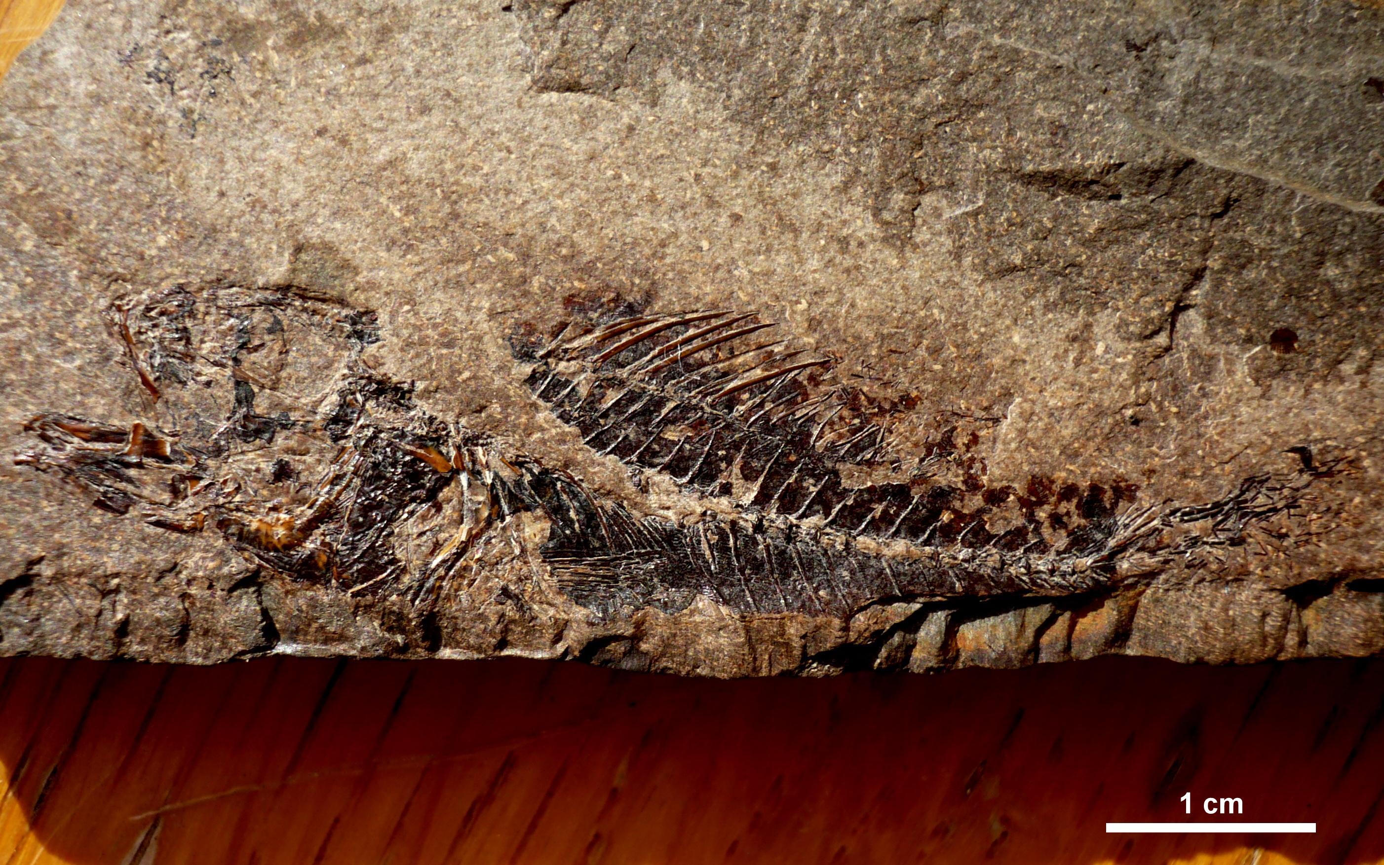 Serranidae