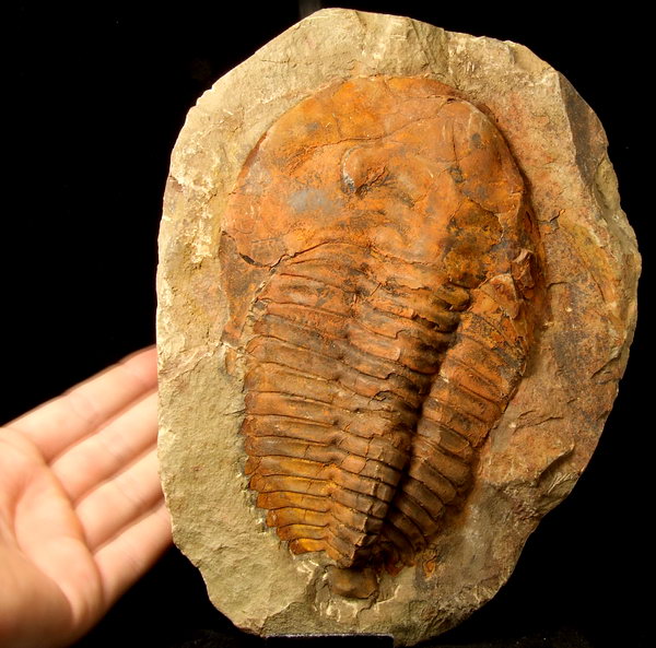 Trylobit Andalusiana