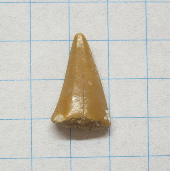Cretoxyrhina mantelli ?