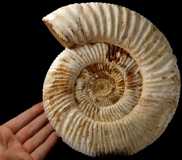 Amonit Perysphinctes