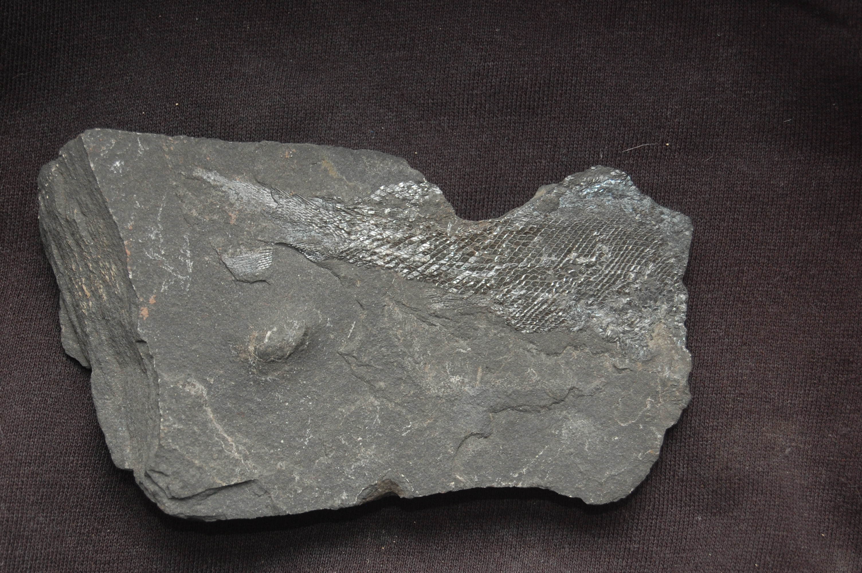 paleoniscum freislebeni