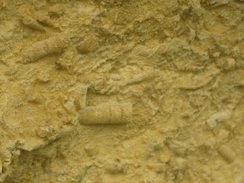 Liliowiec