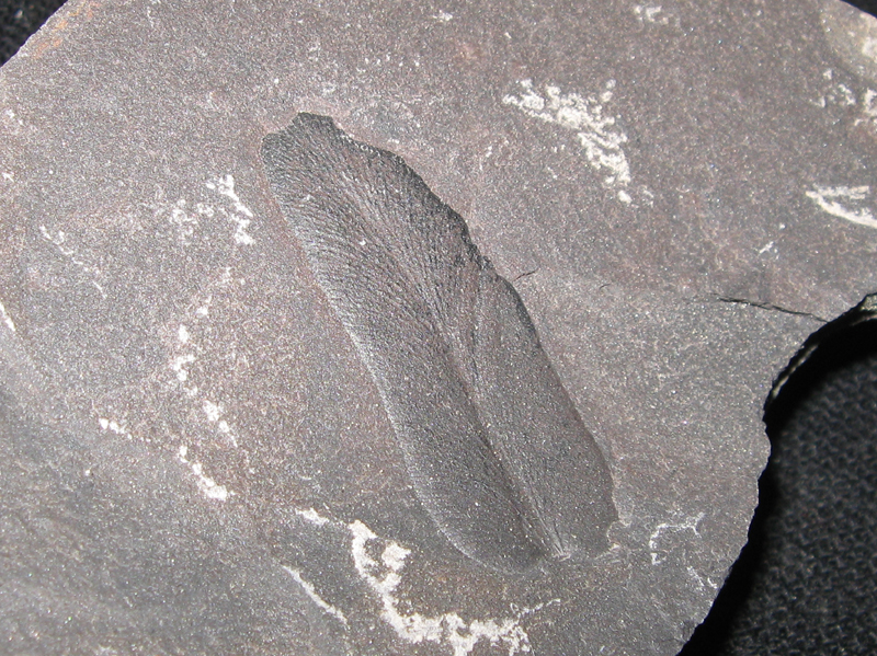 Neuropteris