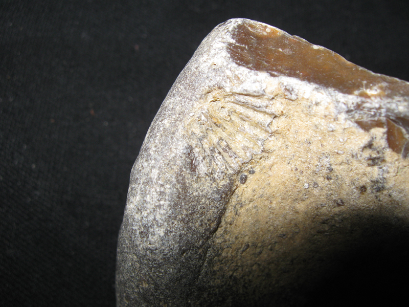 Fragment odcisku muszli